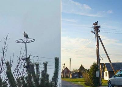 Elektrikų įrengtas lizdas jiems netiko, jie, matyt, sumanė savarankiškai įsirengti ir ten, kur jiems atrodo geriau. Dimitrijaus Kuprijanovo nuotr.