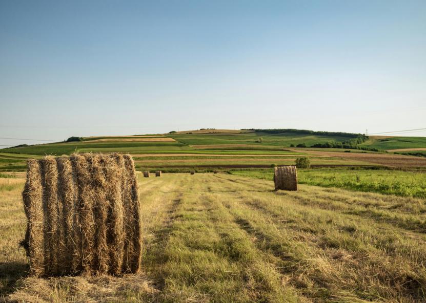 Nušienauti laukai. NMA nuotr. 
