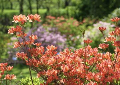 Rododendrai. Šilutės naujienų nuotr.