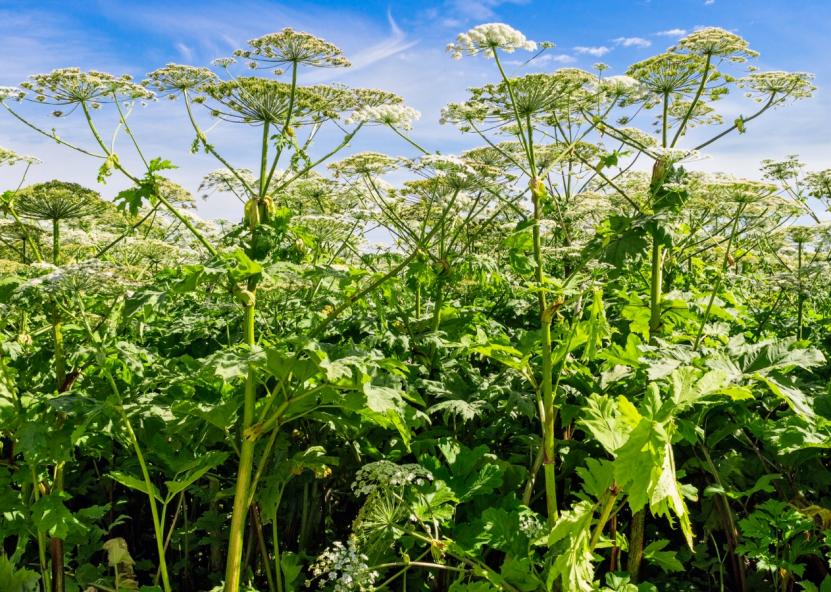 Sosnovskio barštis (Heracleum sosnowskyi) invazinis augalas. AAD nuotr. 