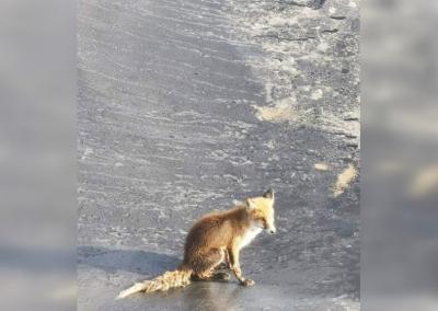 Lapė. Rinkos aikštės nuotr.