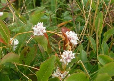 Cuscuta epithymum.