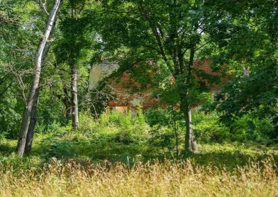 Panevėžio rajono Mitriūnų kaimo gyventojai šaukiasi pagalbos: baiminasi nudžiūvusių medžių. Jūsų Panevėžys nuotr.