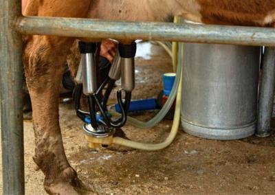 Asociatyvi nuotr. Pieno ūkis nuotr.