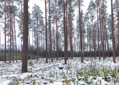 Pušys žiemą. VMT nuotr.