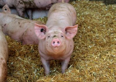 Asociatyvi nuotr. Canva nuotr.