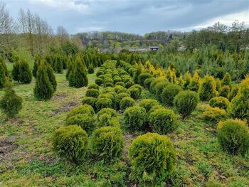 Kiemo augalai. VMU nuotr.